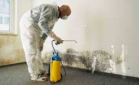 Dunnavant, AL Mold Prevention & Removal  Company